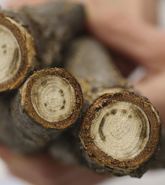 Photo cross section of White Oak branch Showing a Ring of Dots on the inside