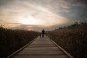 From behind a man flanked by a small girl left and dog right walking on a boardwalk in cattails