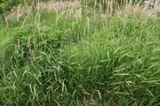 Tall Reed Canary Grass that has tassel like crown