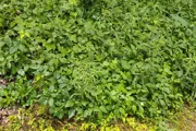 Extensive ground carpet of a Poison Ivy Infestation 