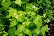 Garlic Mustard spikey medium size leaf stalk plant with topped with tiny flowers