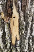 D shaped exit hole created in an Ash tree when the adult insect emerges from it