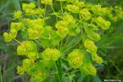 Leafy Spurge, tall stalky plant with numerous off shoots topped with clusters of small flowers