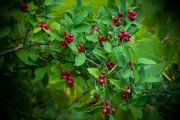 Tatarian Honeysuckle leafy shrub with small round berries