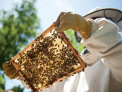 Woman in protective gear holding a bee screen with bees on it
