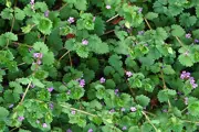 Creeping Charlie carpet plant with small leaves topped with small flowers