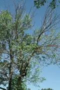 Ash tree with vey few leaves left at the op of the tree, photo by Joseph Obrien USDA Forest Service Bugwood