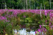 Purple Loosestrife tall flowery stalk surrounding a pond