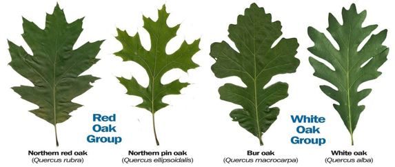 Photo leaves of a northern red oak, northern pin oak, bur oak and white oak
