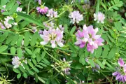Crown Vetch laurel type small leaves with flower clusters at the top of stalks