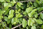 Common Buckthorn bush with oval leaves and round berries