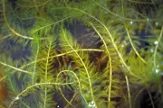 Eurasian Water Milfoil feathery aquatic plant
