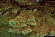 Spruce Tree with Rhizosphaera, pine tree with needleless branches