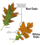 Diagrams showing what happens with leaves of trees with Oak Wilt