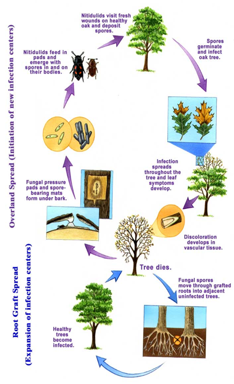 Oak Wilt Life Cycle