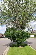 Ash tree that is suffering from Emerald Ash Borer dying from the top down