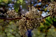 Poison Ivy Fruit small berries clusters