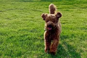 Labradoodle walking on lush grass toward the photographer