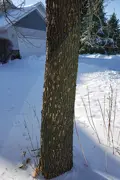 Woodpecker holes in an Ash Tree with Emerald Ash Borer