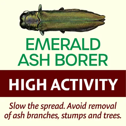 Emerald Ash Borer High Activity