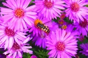 Multi-petalled daisy-like flowers with a bee in the middle