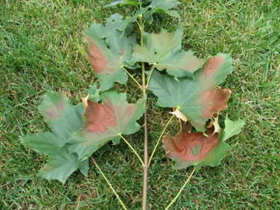 Anthracnose fungal infection on maple tree leaves