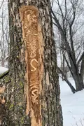 S shaped galleries created by the feeding of larvae just under the bark of an Ash tree