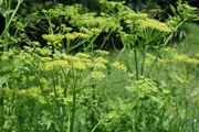  Wild Parsnip stalkish plant with numerous off shoots forming a circular array of small flowers