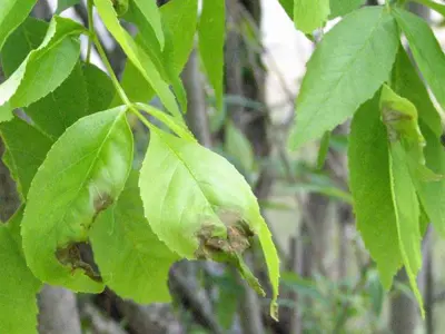 Anthracnose fungal infection on tree leaves