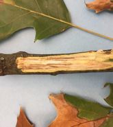 Photo Red Oak branch showing dark colored streaking when bark is removed