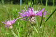 Spotted Knapweed long skinny stalks with small rectangular leaves topped with hairy flower