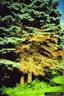Spruce Tree with Cytospora, random dead branches through the pine