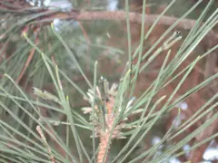 European Pine Sawfly Larvae in a pine branch