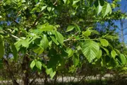 Branch of a Siberian Elm leafy tree