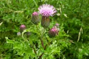 Canada Thistle spiny leaves, stalks stopped with hair type flower