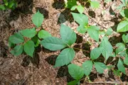 Leaflets of Poison Ivy in clusters of three