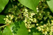 Small Poison Ivy flowers