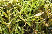 Curlyleaf Pondweed long skinny wavy bunch