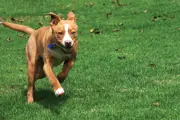Short-haired mid-sized dog running on lush grass