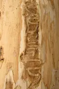 Bark peeled off an Ash Tree showing insect tracks